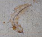 Tharsis dubius (BLAINVILLE 1818) - Bild &copy; FossNet FossilienStore